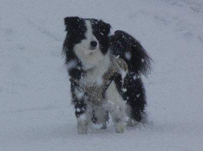 welina-dogpark