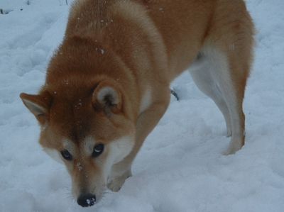 welina-dogpark