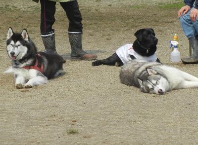 welina-dogpark