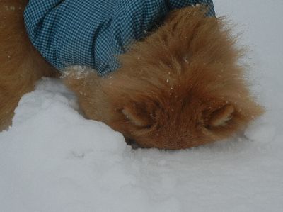 welina-dogpark