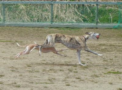 welina-dogpark