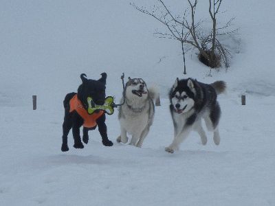 welina-dogpark