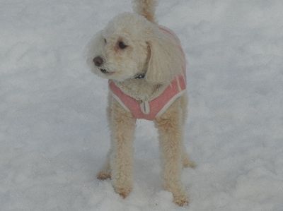 welina-dogpark