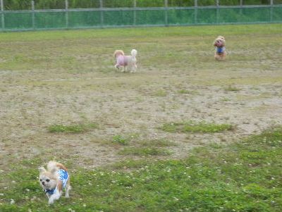 welina-dogpark