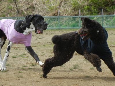 welina-dogpark