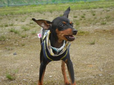 welina-dogpark