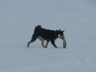 welina-dogpark