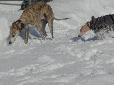 welina-dogpark