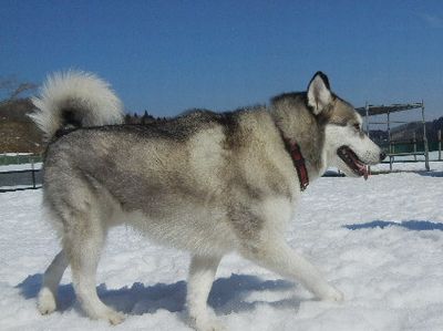 welina-dogpark