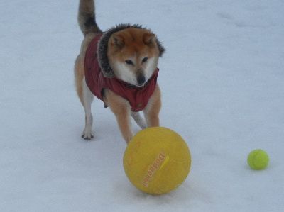 welina-dogpark