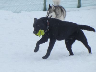 welina-dogpark