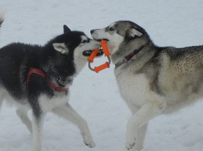 welina-dogpark