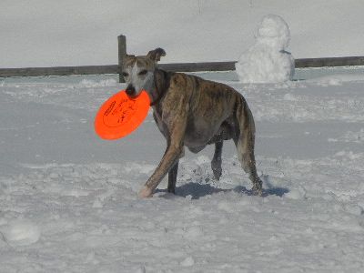 welina-dogpark