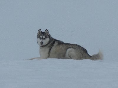 welina-dogpark