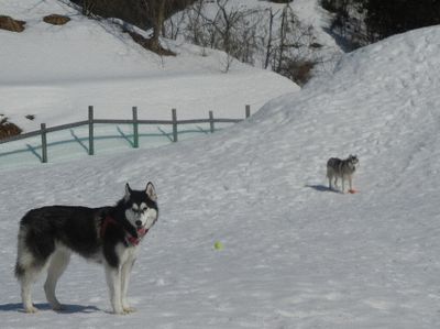 welina-dogpark