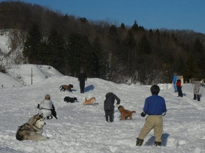 welina-dogpark