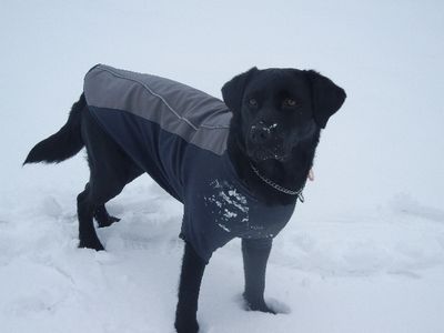 welina-dogpark