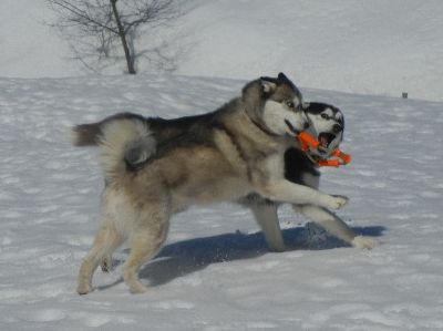 welina-dogpark