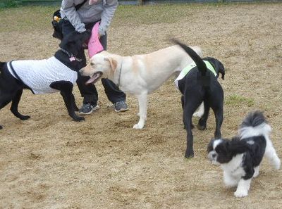 welina-dogpark