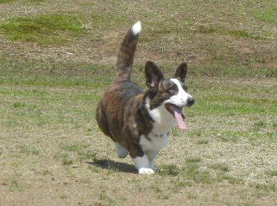 welina-dogpark