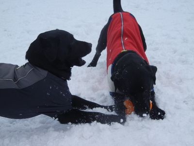 welina-dogpark