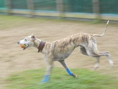 welina-dogpark