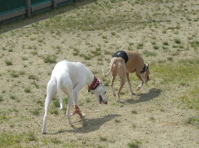 welina-dogpark