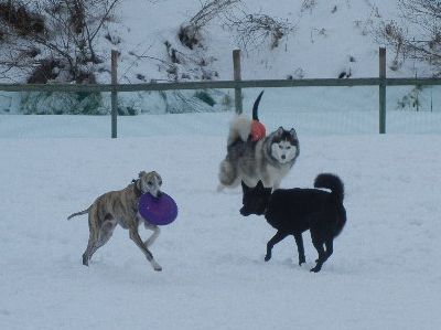 welina-dogpark