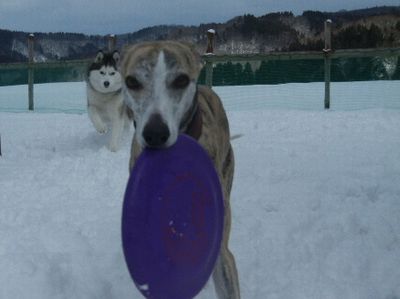 welina-dogpark