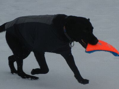 welina-dogpark