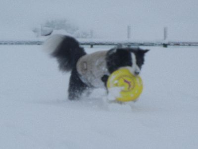 welina-dogpark