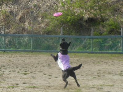 welina-dogpark.