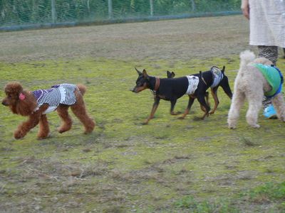 welina-dogpark