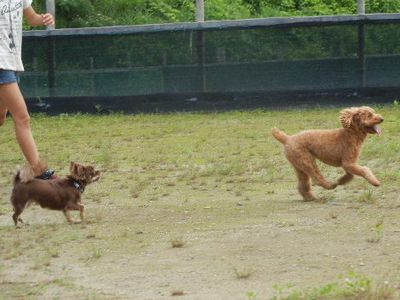 welina-dogpark