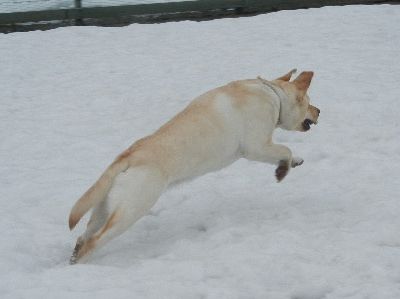 welina-dogpark