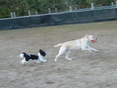 welina-dogpark