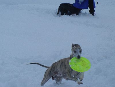 welina-dogpark