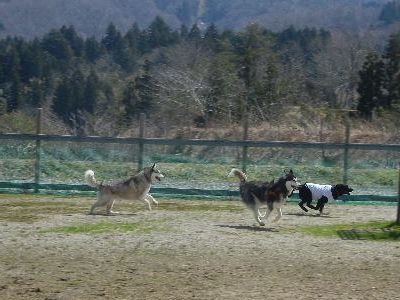 welina-dogpark