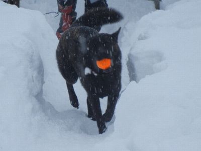 welina-dogpark