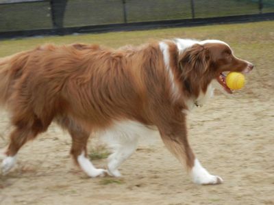 welina-dogpark