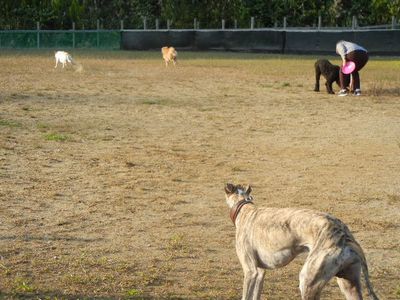 welina-dogpark