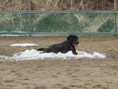 welina-dogpark