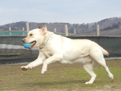 welina-dogpark