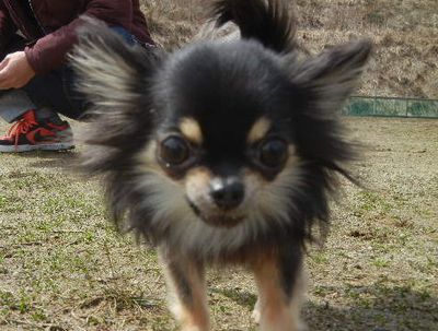 welina-dogpark