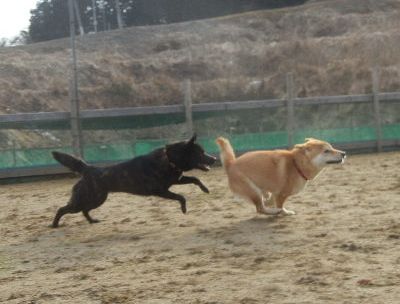 welina-dogpark