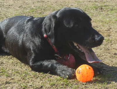 welina-dogpark