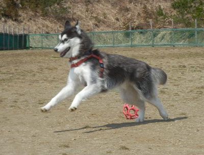 welina-dogpark.