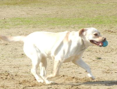 welina-dogpark.