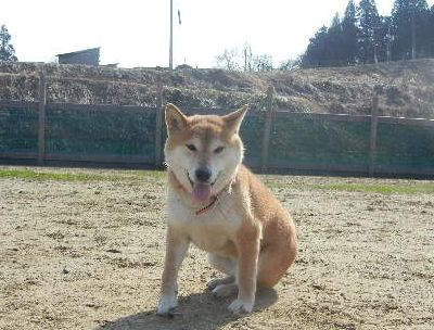 welina-dogpark