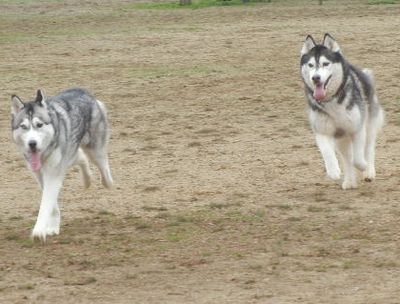 welina-dogpark